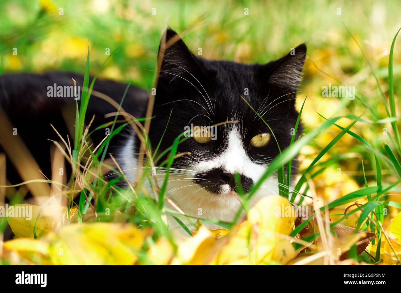 Vorderansicht einer Katze, die im Gras mit herbstlichen Blättern liegt Stockfoto