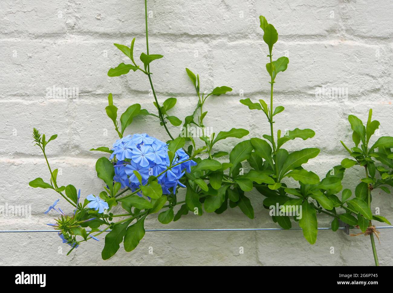 Ein einziger Blütenstand der blauen Jasminpflanze, die im Juli an der Wand eines der Glashäuser im ummauerten Garten bei RHS Bridgewater Salford, Großbritannien, wächst. Stockfoto