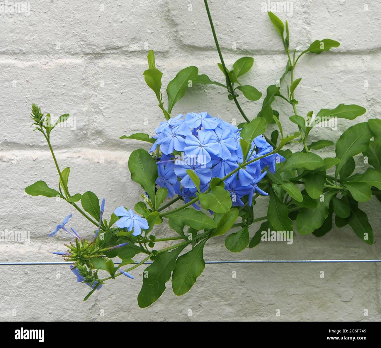 Ein einziger Blütenstand der blauen Jasminpflanze, die im Juli an der Wand eines der Glashäuser im ummauerten Garten bei RHS Bridgewater Salford, Großbritannien, wächst. Stockfoto