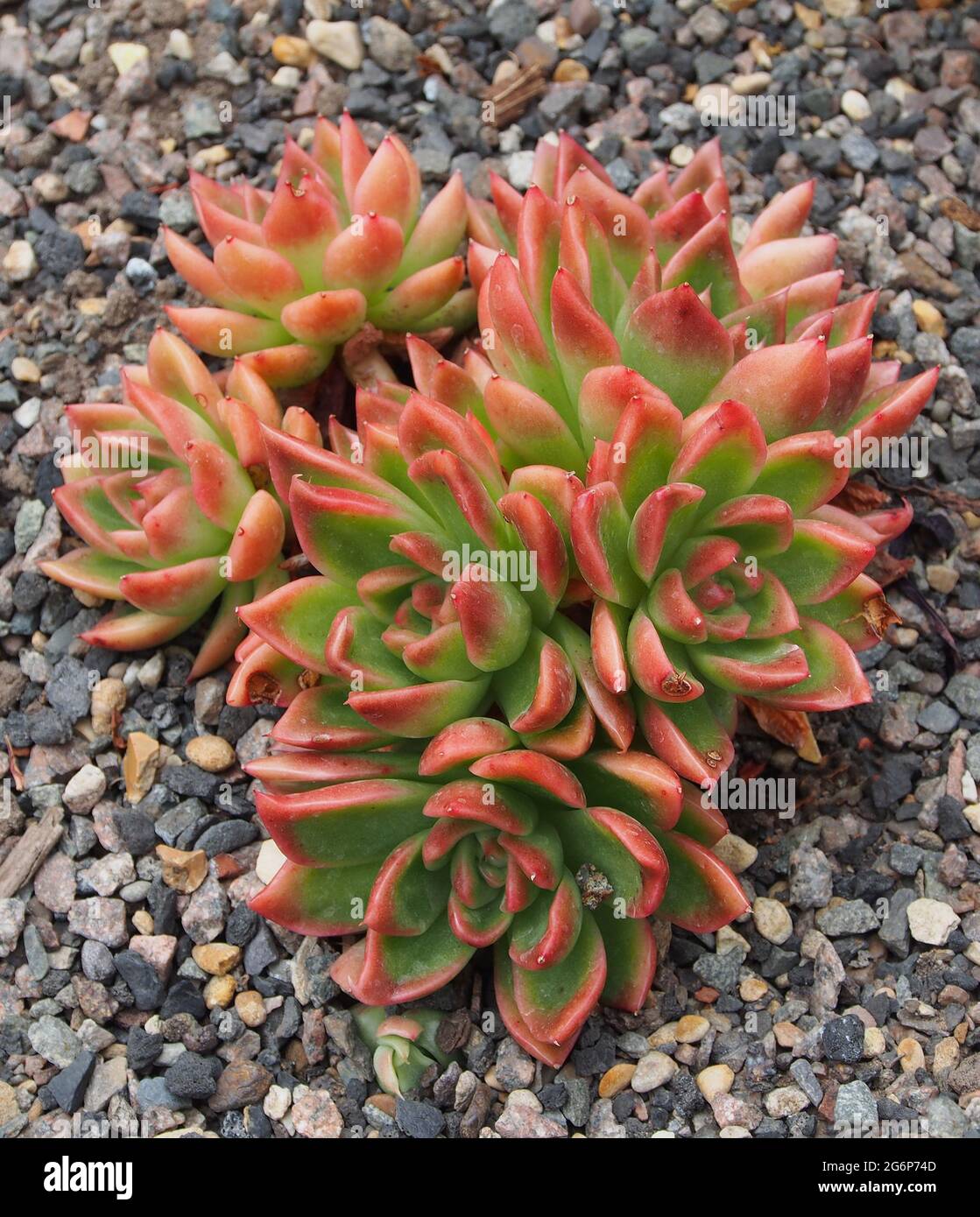 Makroaufnahme eines roten und grünen saftigen Echeveria, der im Juli in einem Gewächshaus wächst. Stockfoto