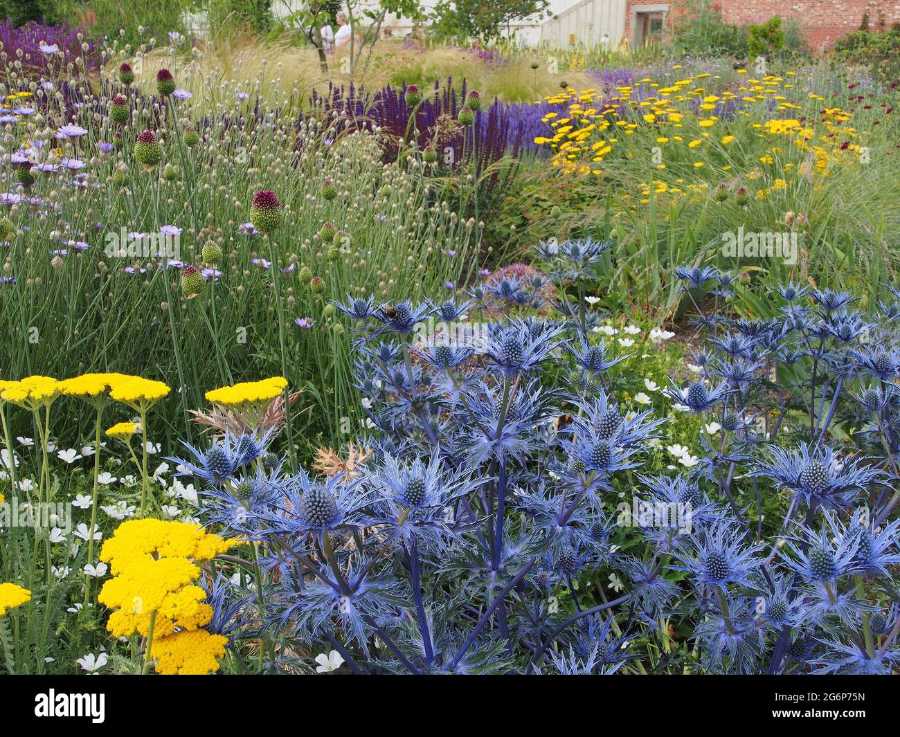 Blick über den ummauerten Garten im RHS Garden Bridgewater in Salford, Manchester, Großbritannien, im Juli mit gelbem achillea und blauem Eryngium im Vordergrund. Stockfoto