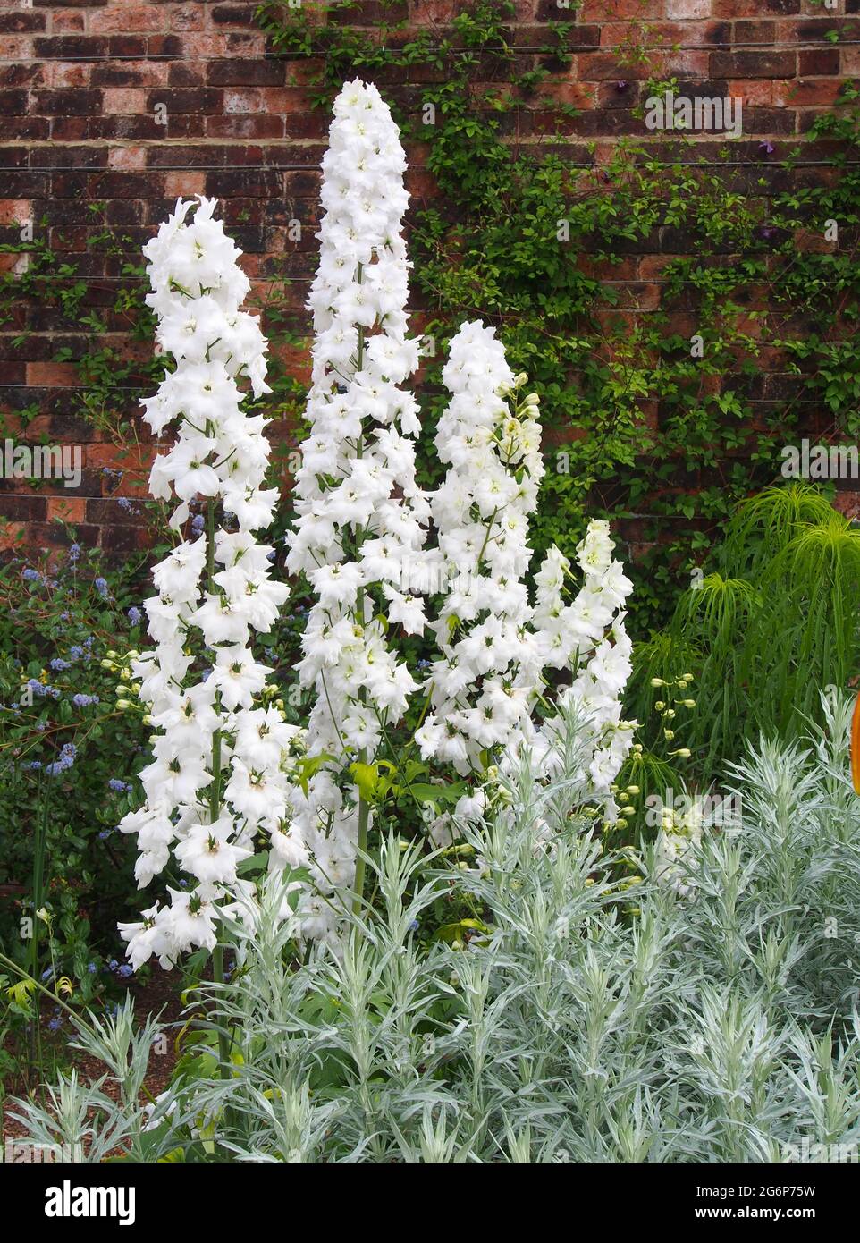 Gruppe der schönen Delphinium var.Constance Rivett Blumen, die im Juli im ummauerten Garten der RHS Bridgewater in Salford, Großbritannien, fotografiert wurden. Stockfoto