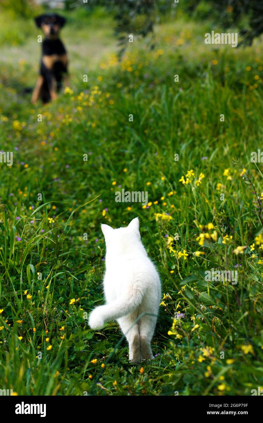 Rückansicht einer weißen Katze, die in einem Feld gegenüber einem schwarzen Hund in der Ferne steht Stockfoto