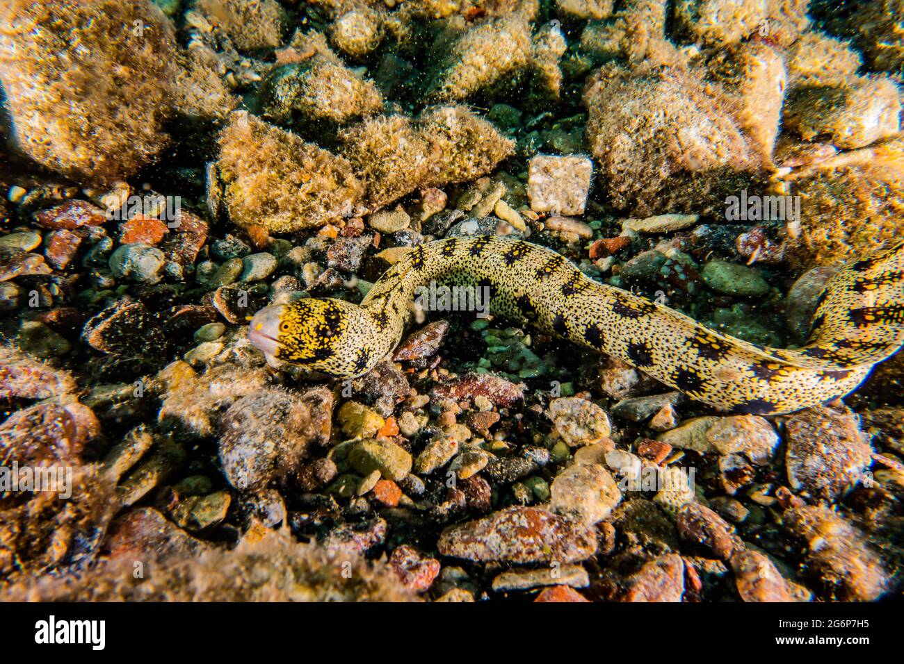 Tiger Snake Eel im Roten Meer bunte und schöne, Eilat Israel Stockfoto