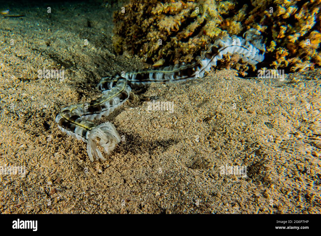 Tiger Snake Eel im Roten Meer bunte und schöne, Eilat Israel Stockfoto