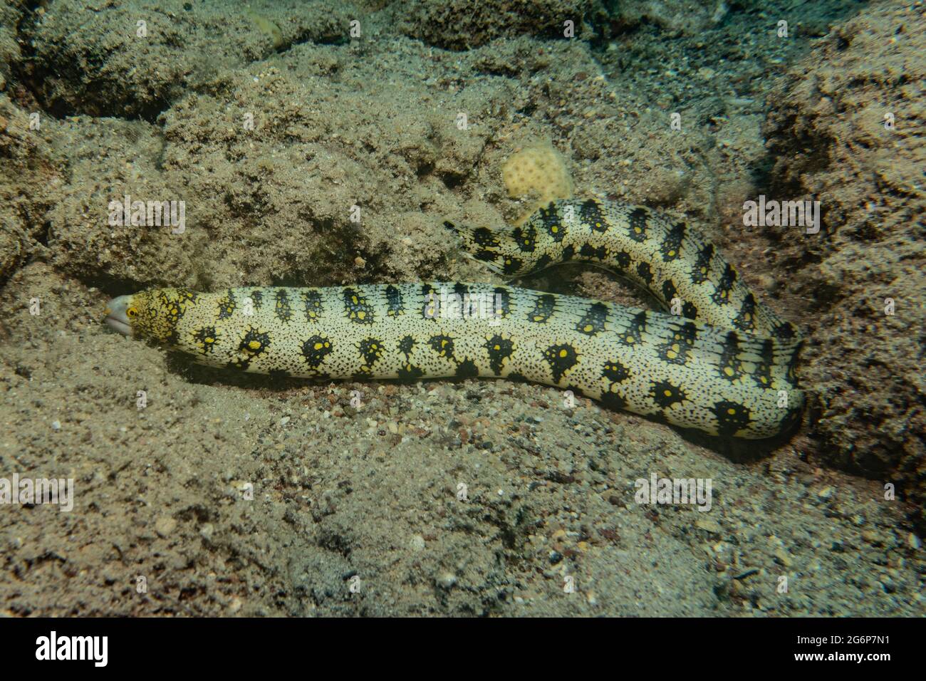 Tiger Snake Eel im Roten Meer bunte und schöne, Eilat Israel Stockfoto