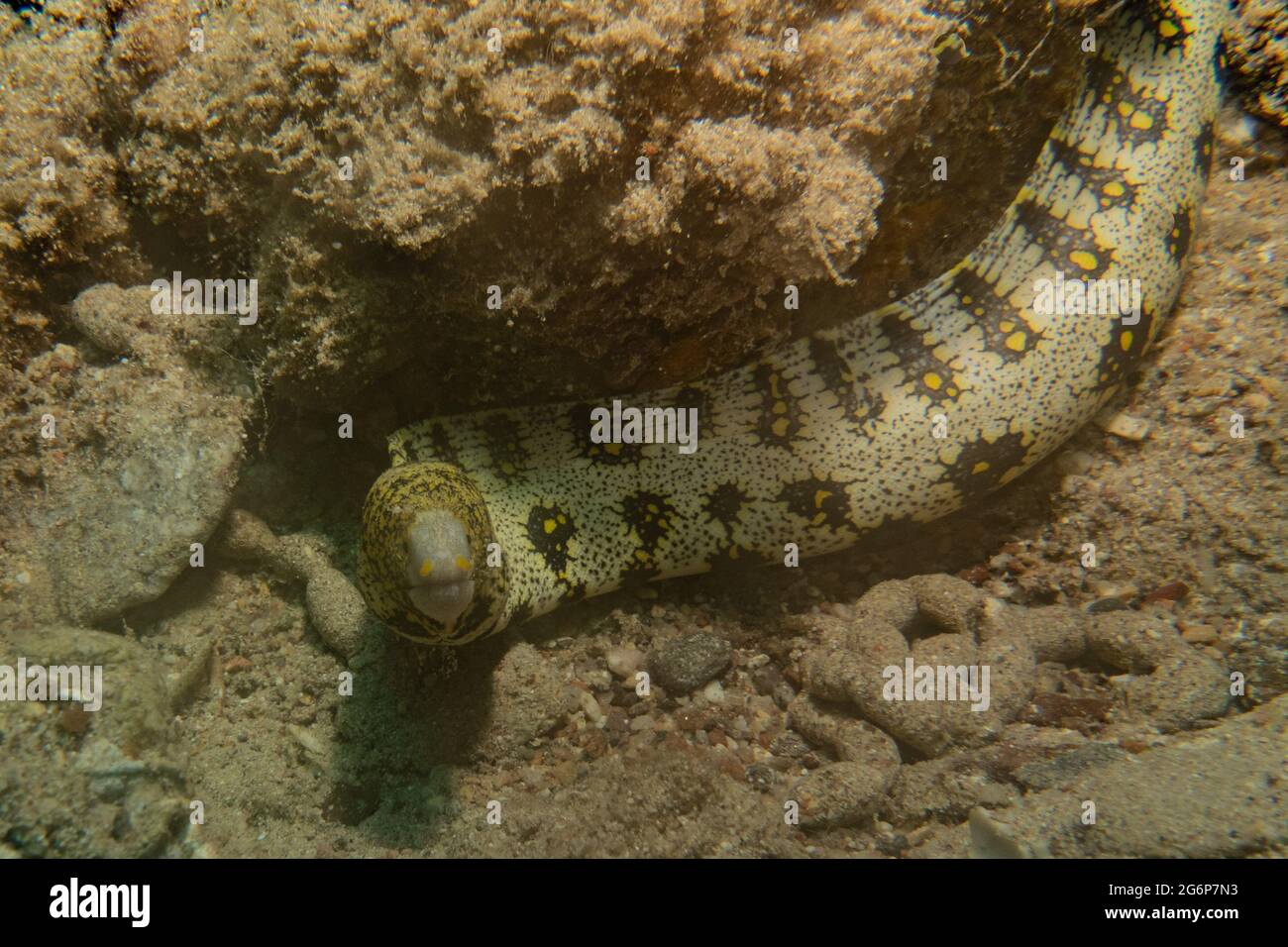 Tiger Snake Eel im Roten Meer bunte und schöne, Eilat Israel Stockfoto