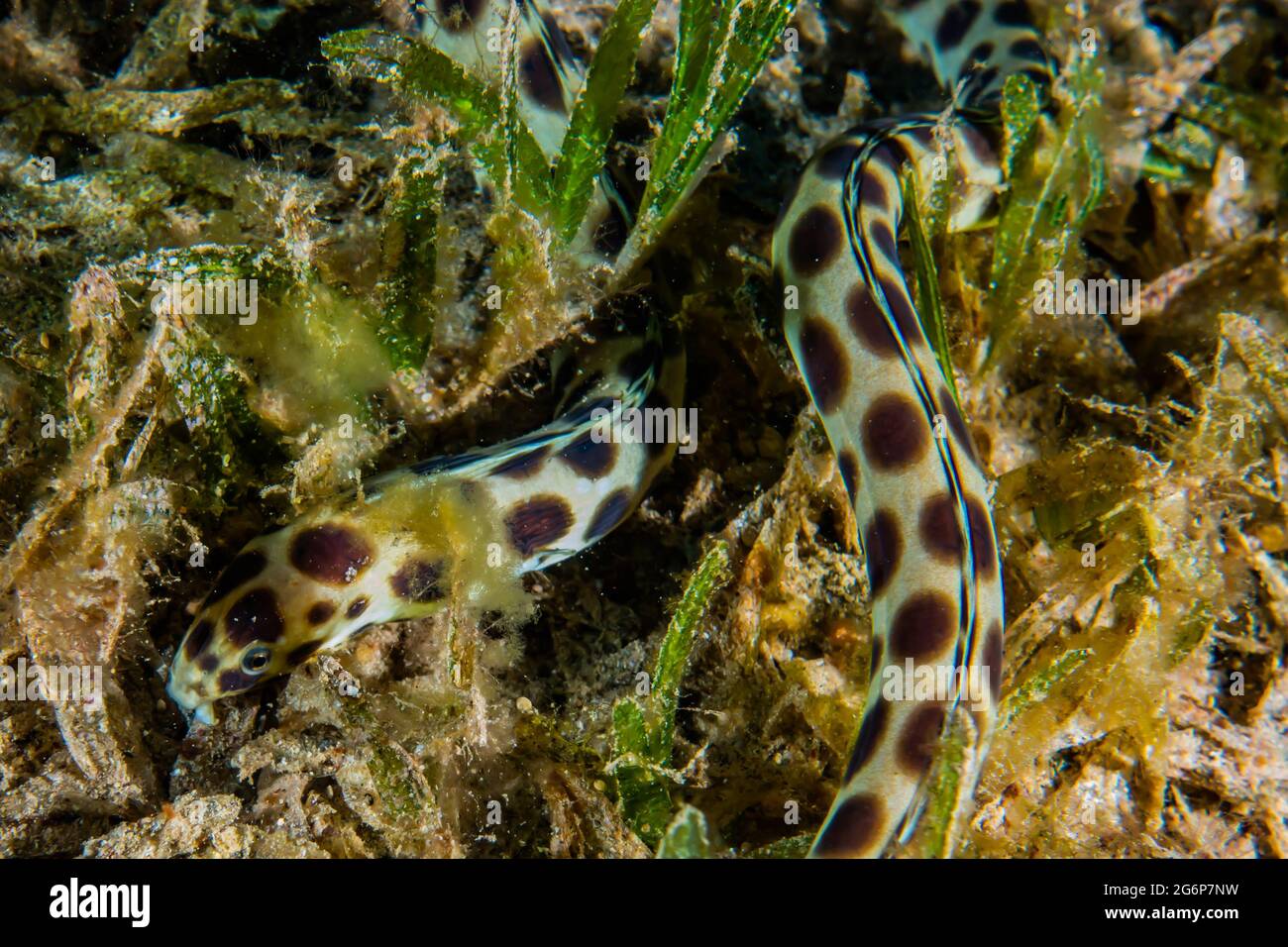 Tiger Snake Eel im Roten Meer bunte und schöne, Eilat Israel Stockfoto