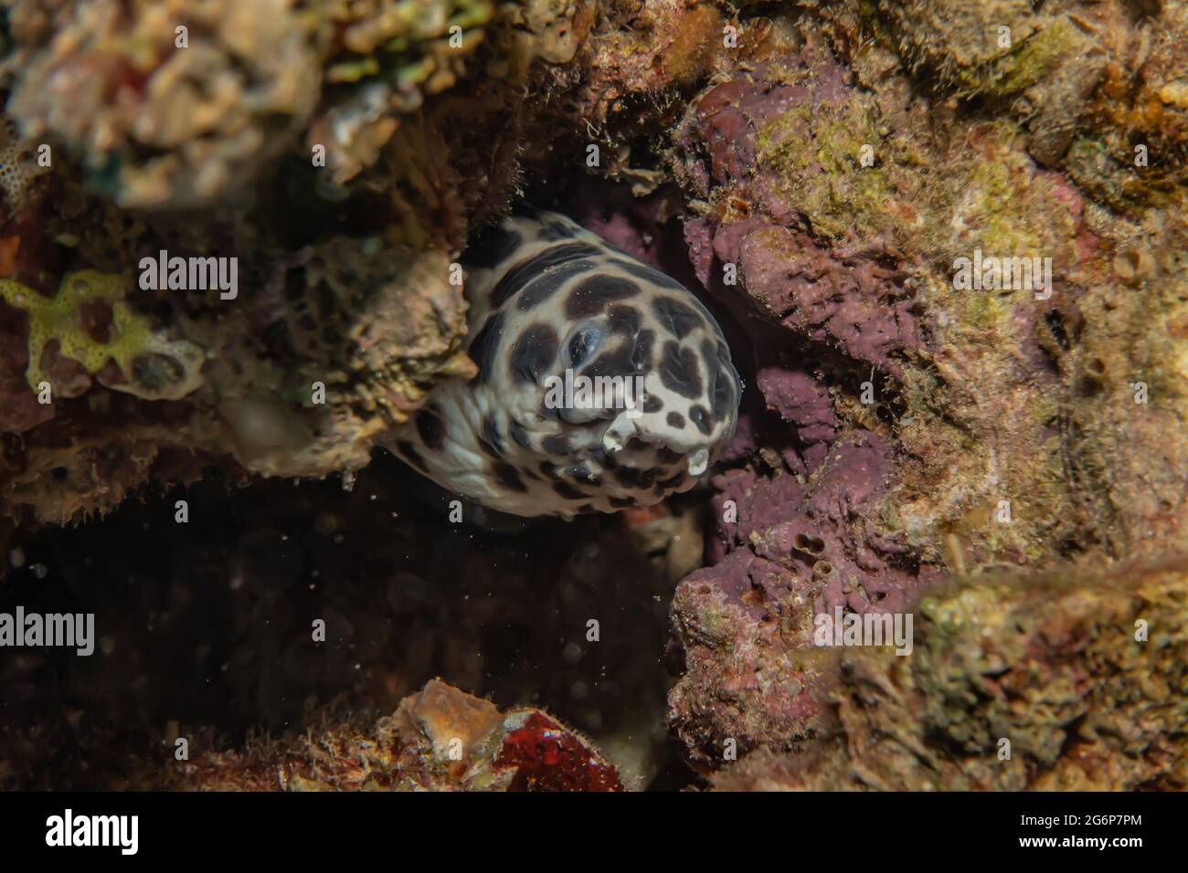 Tiger Snake Eel im Roten Meer bunte und schöne, Eilat Israel Stockfoto