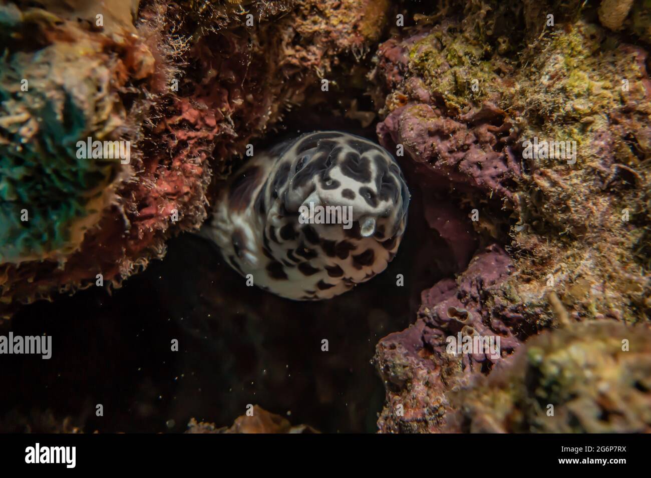 Tiger Snake Eel im Roten Meer bunte und schöne, Eilat Israel Stockfoto