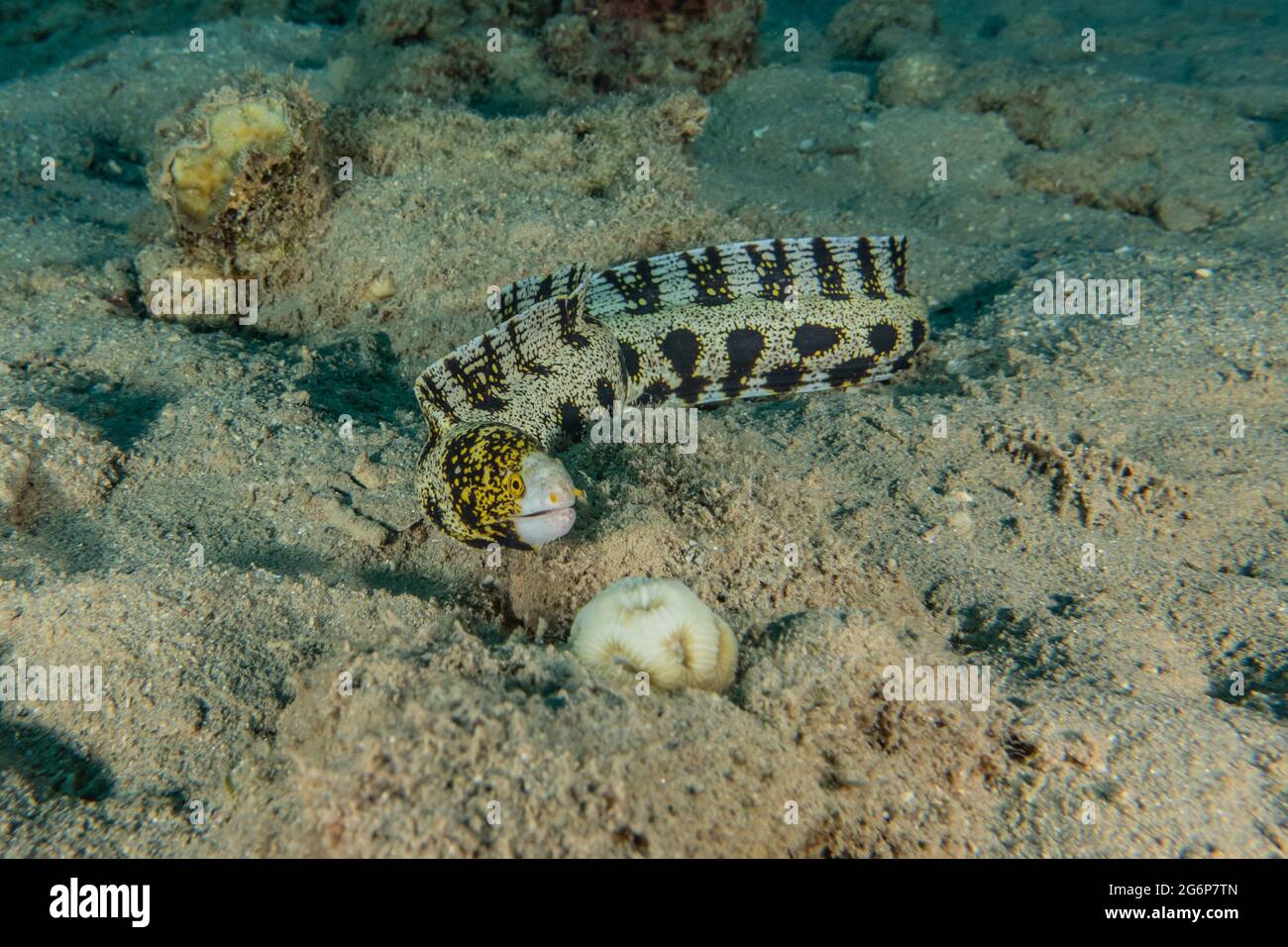 Tiger Snake Eel im Roten Meer bunte und schöne, Eilat Israel Stockfoto