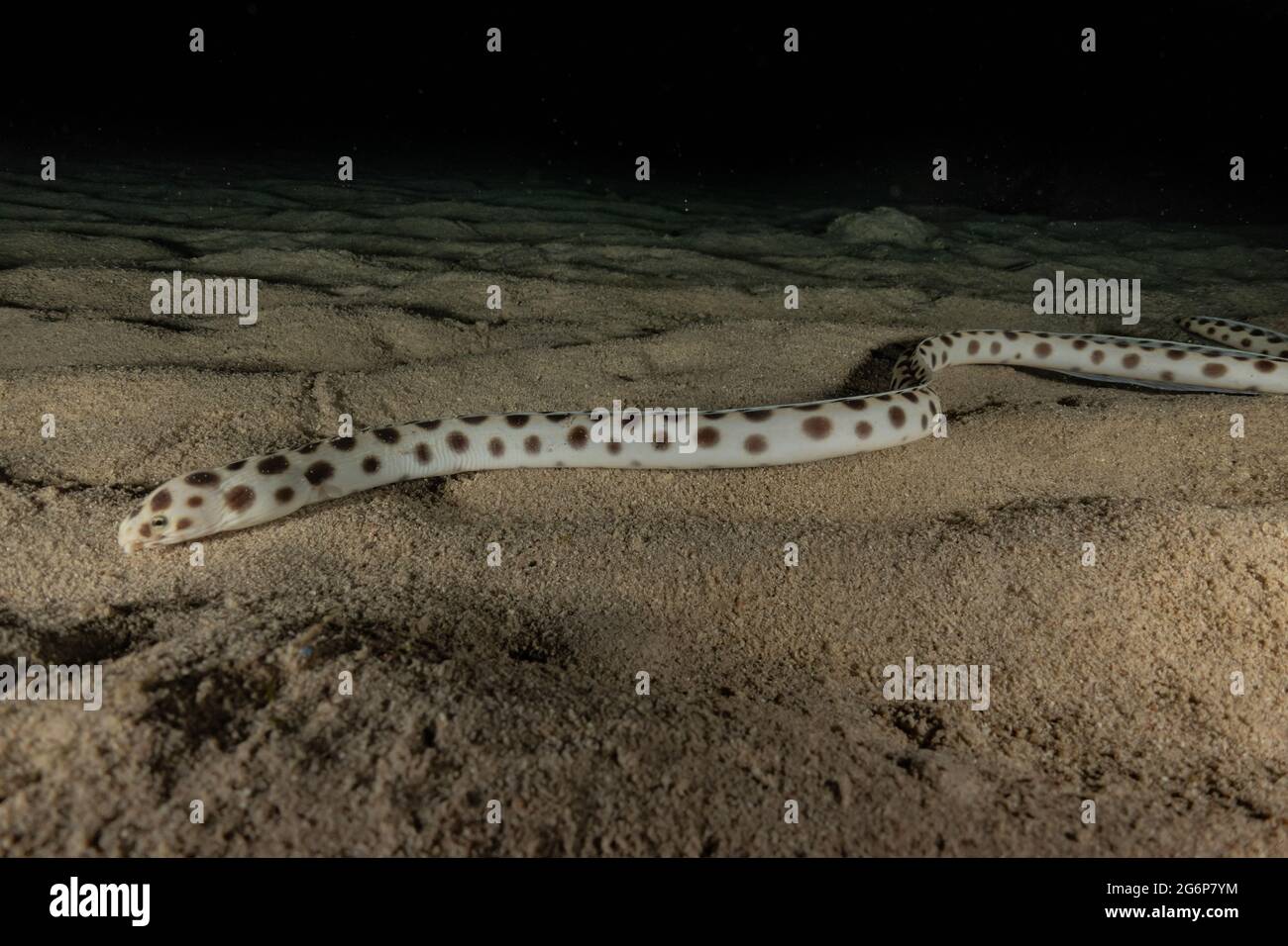 Tiger Snake Eel im Roten Meer bunte und schöne, Eilat Israel Stockfoto