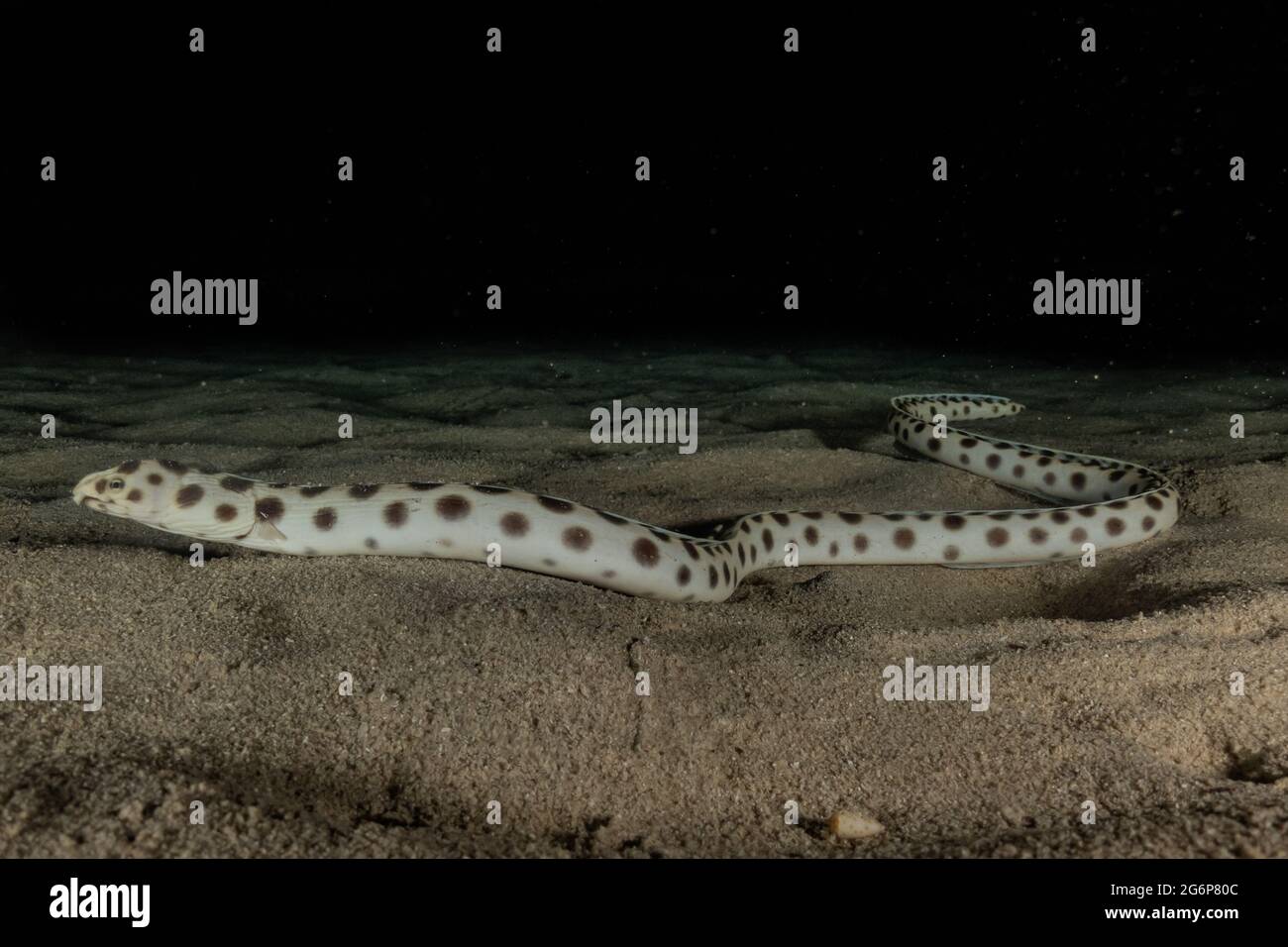 Tiger Snake Eel im Roten Meer bunte und schöne, Eilat Israel Stockfoto