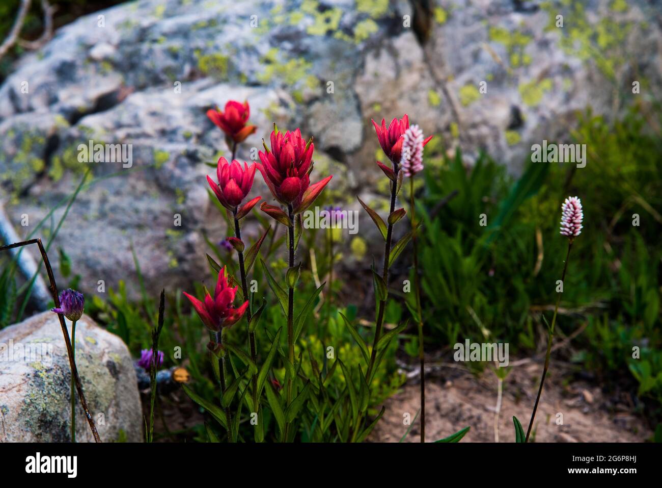 Purpurrote indische Paintbrush Wildblumen in einer Umgebung mit hohen Bergen. Diese schönen Blumen bieten eine wunderschöne Vielfalt an Wiesen und Wäldern. Stockfoto