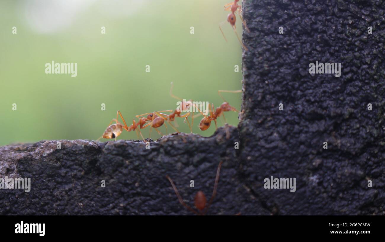 Ameisenarmee Fotos und Bildmaterial in hoher Auflösung Alamy