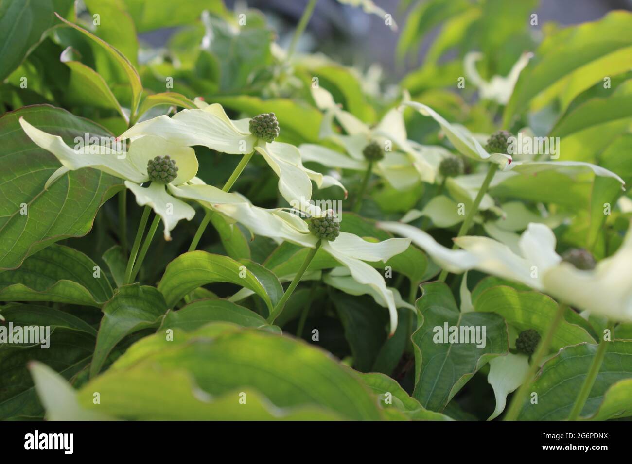 Chinesischer Dogwood blüht in Blüte Stockfoto