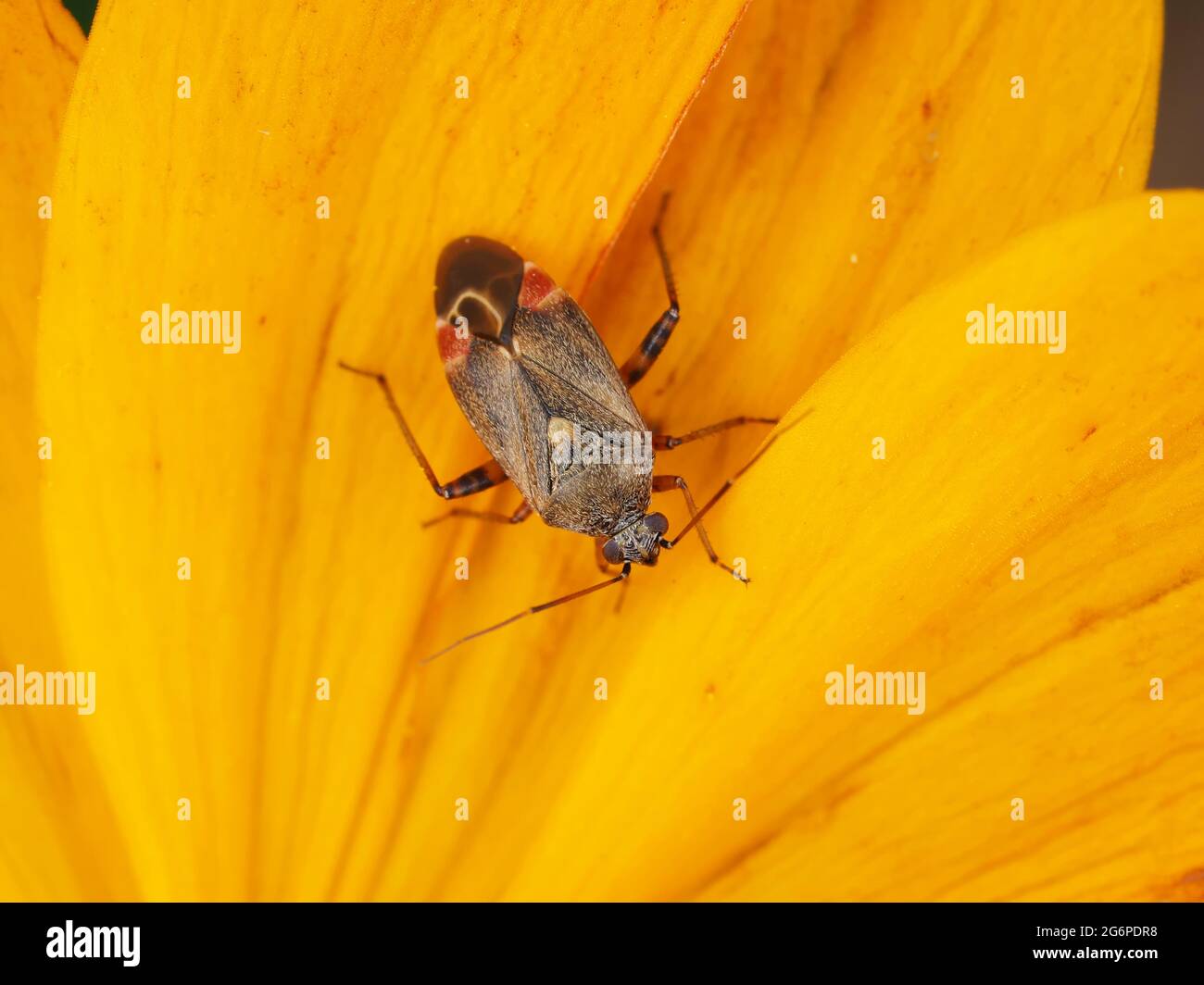 Miridae-Käfer auf Blütenblättern Stockfoto