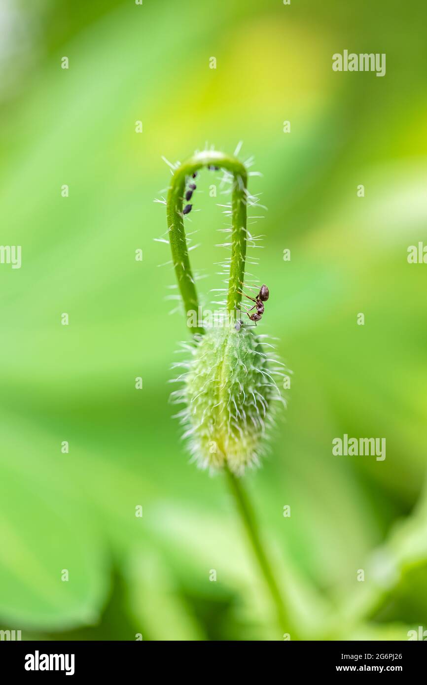 Eine Ameise, die Blattläuse auf einer Mohnknospe züchtt Stockfoto