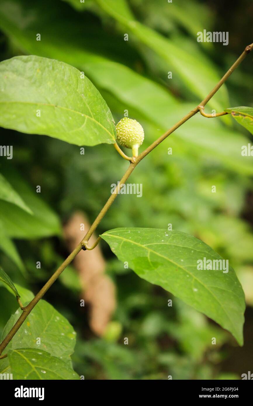 Amazonas Regenwald Früchte in der Natur Stockfoto