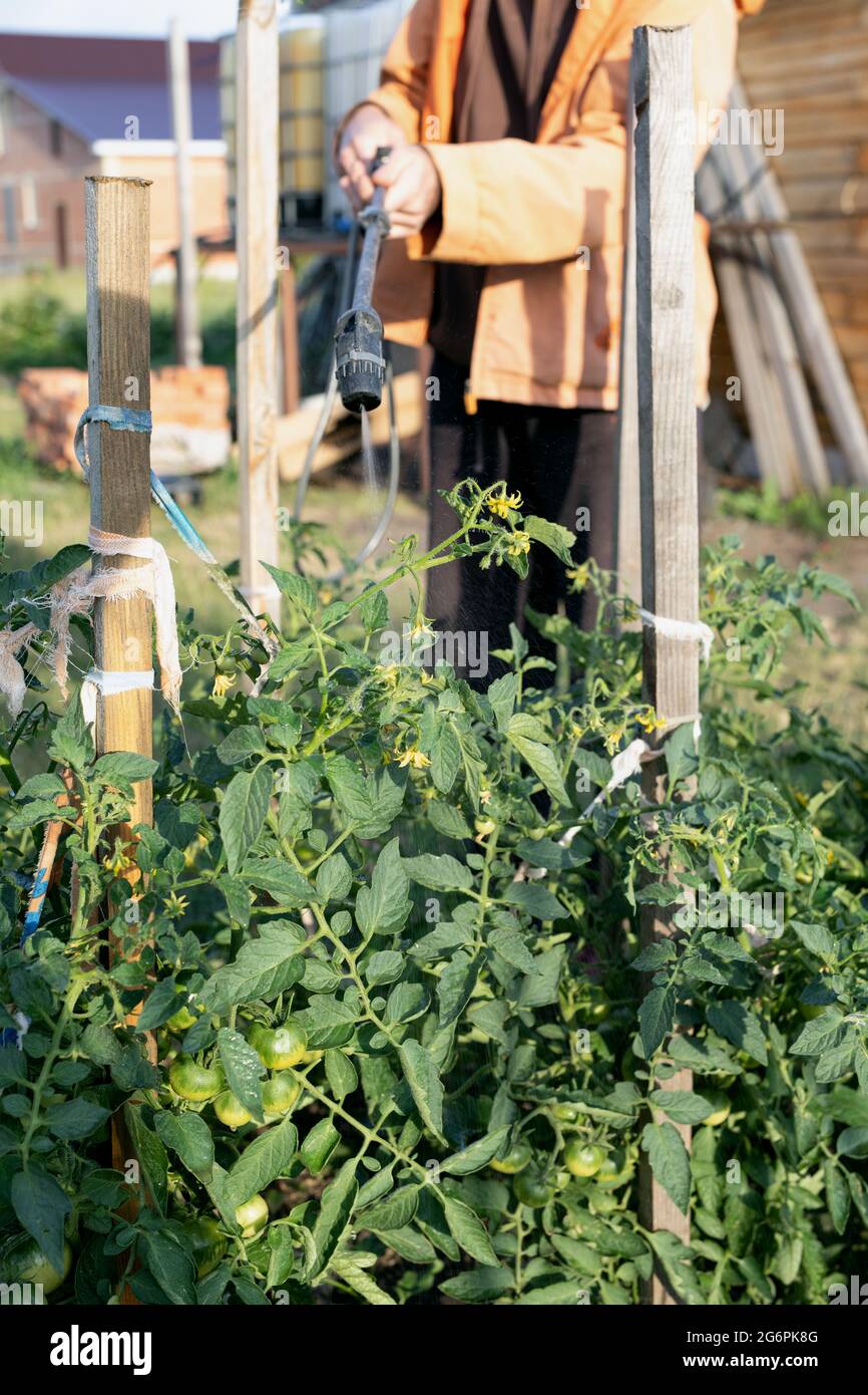 Spritzen von Düngemitteln und Spurenelementen mit einem tragbaren Sprühgerät auf Tomatenpflanzen im Garten, um die Produktivität und die Geschwindigkeit der Fruchtreife zu erhöhen Stockfoto