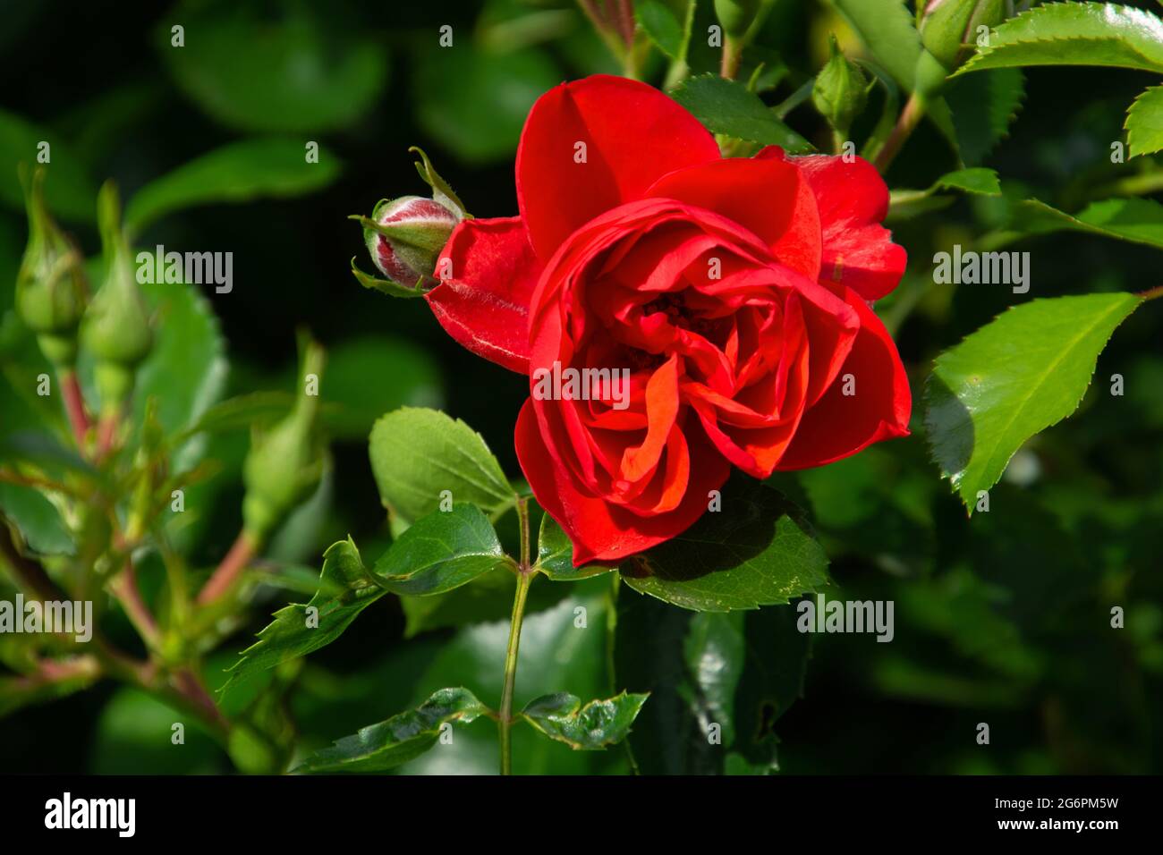 Roter Busch stieg in voller Blüte mit Rosenblüten in der Sommersonne Stockfoto