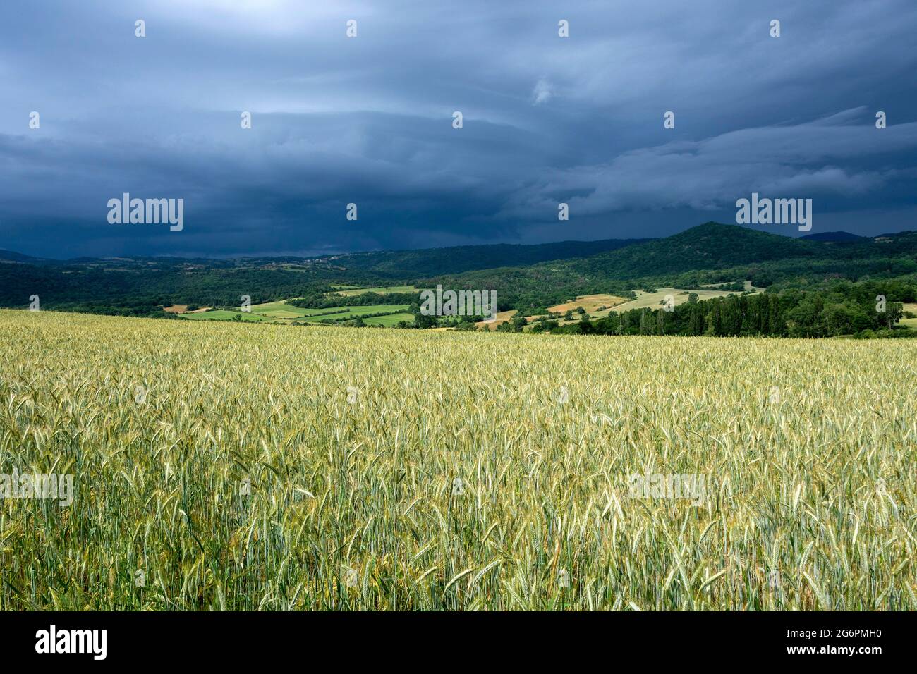 Stürmischer Himmel über einem Weizenfeld in der Limagne-Ebene, Departement Puy de Dome, Auvergne-Rhone-Alpes, Frankreich Stockfoto