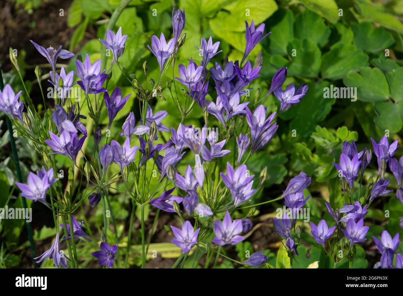 Blaue Lilie als Nillilie bekannt kleine Blumen im Sommergarten Stockfoto