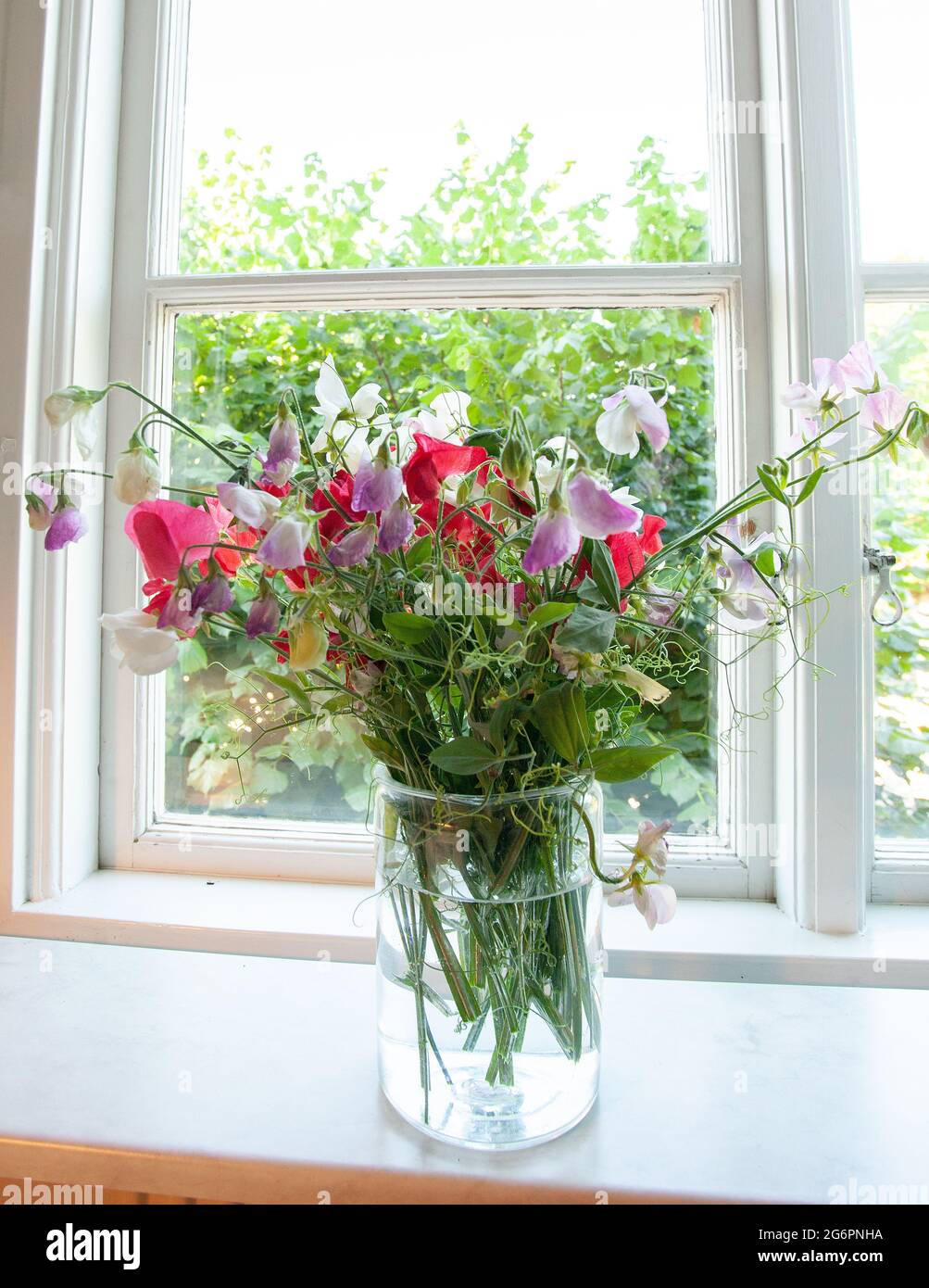 Bund rosa, weiße und violette Erbsen in Glasvase Stockfoto