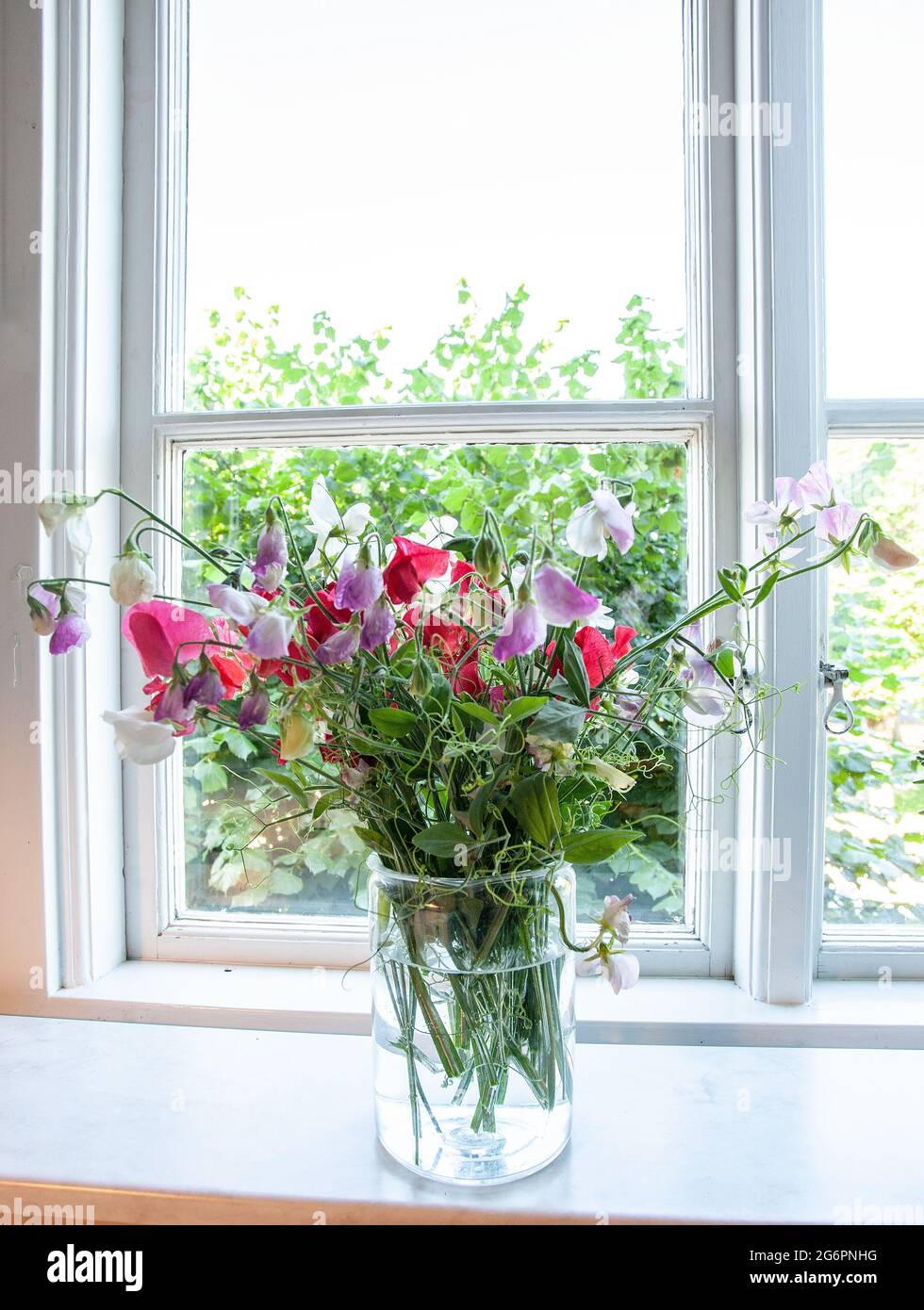 Bund rosa, weiße und violette Erbsen in Glasvase Stockfoto