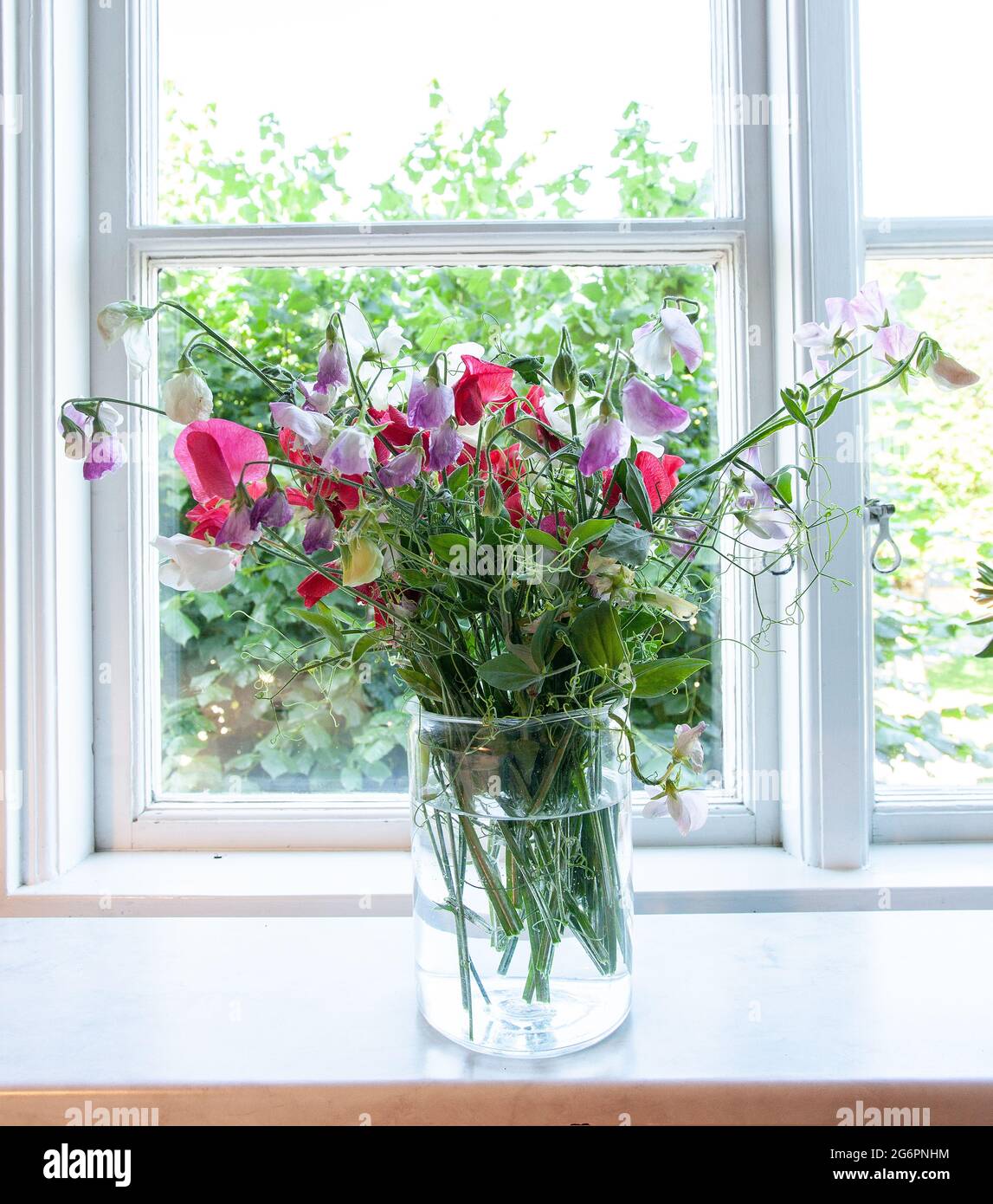 Bund rosa, weiße und violette Erbsen in Glasvase Stockfoto