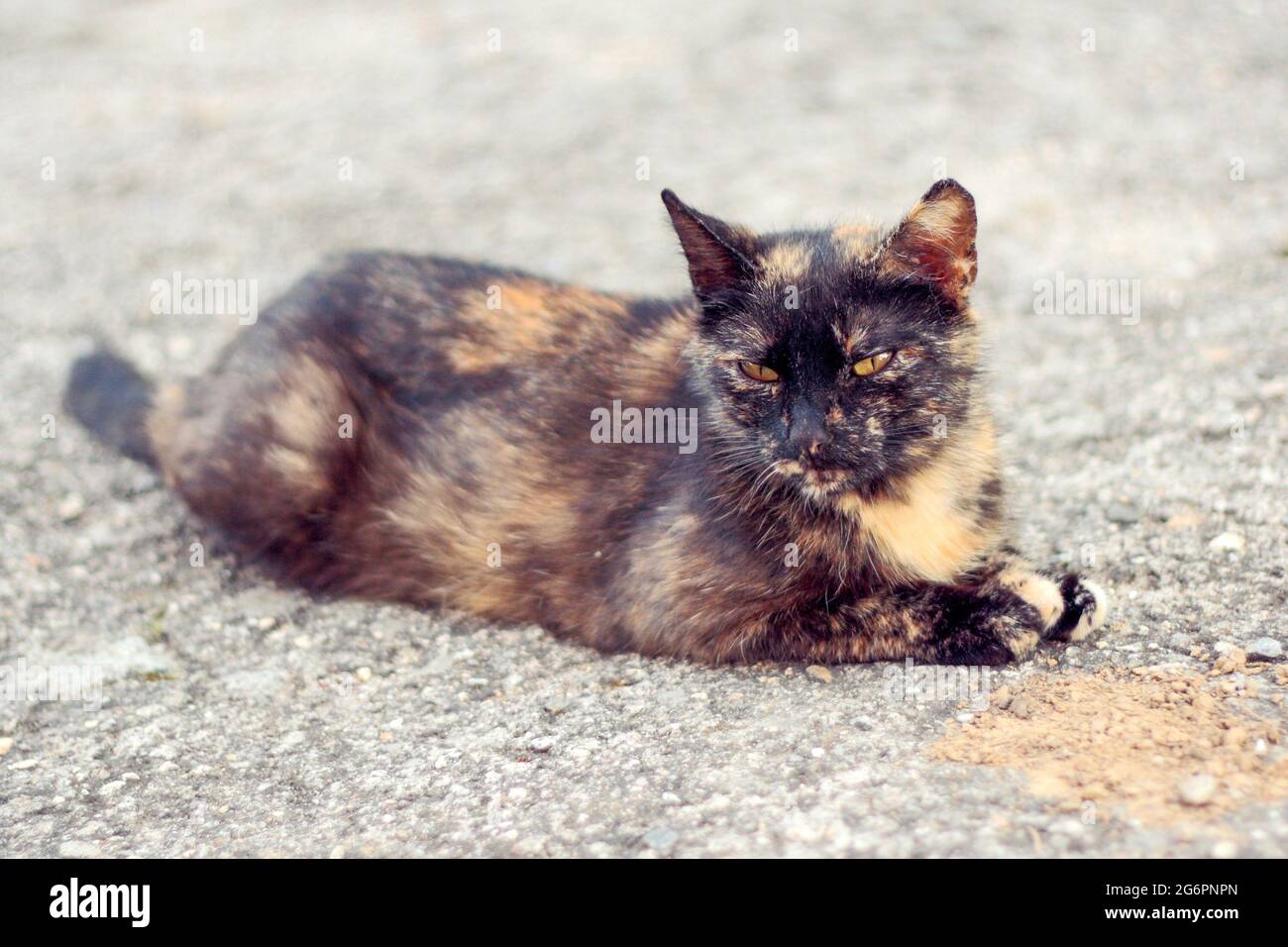 Die Schildkrötenkater liegt auf dem Boden und ruht Stockfoto