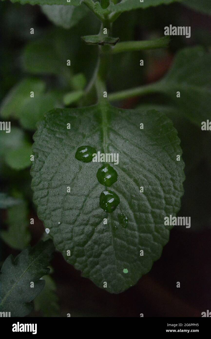 Tautropfen auf Green Leaf am frühen Morgen Stockfoto