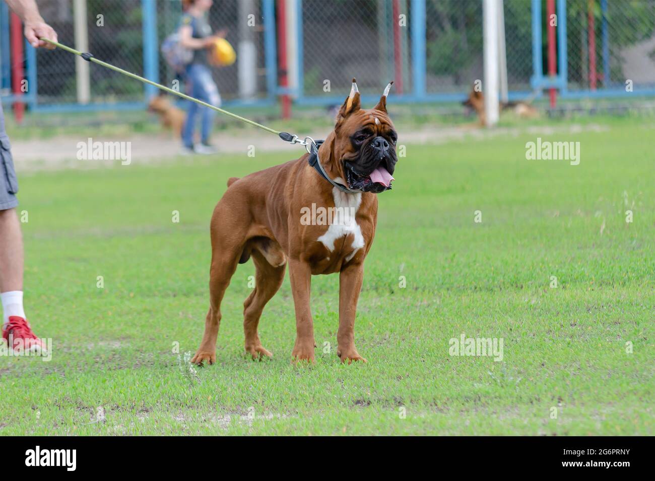 Auf einem grünen Rasen steht der mächtige deutsche Boxerhundrüde. Fawn Boxer, abgeschnitten und angedockt. Servicehund. Haustiere. Stockfoto