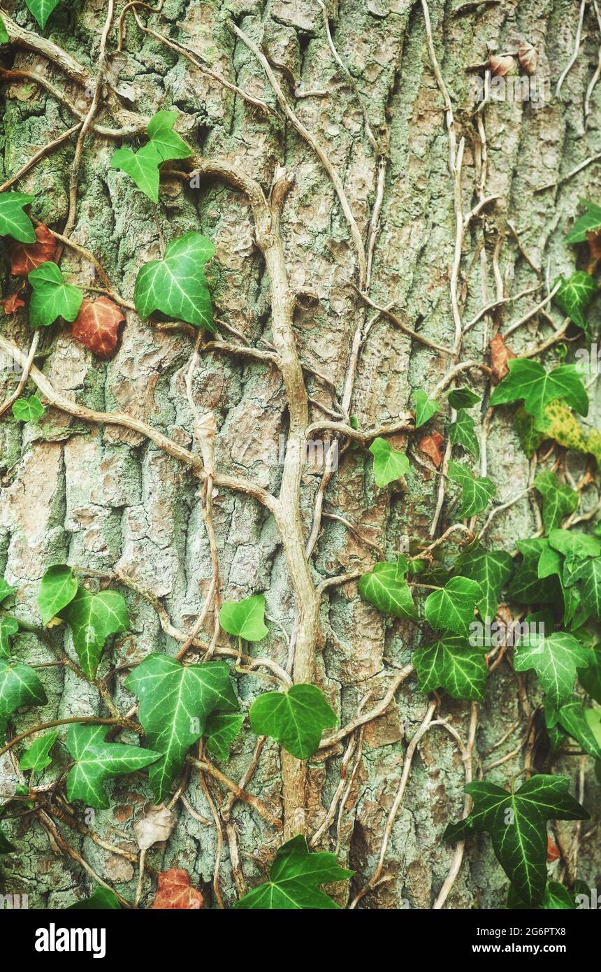 Nahaufnahme von Efeu auf einem Baum, Naturhintergrund, selektiver Fokus. Stockfoto