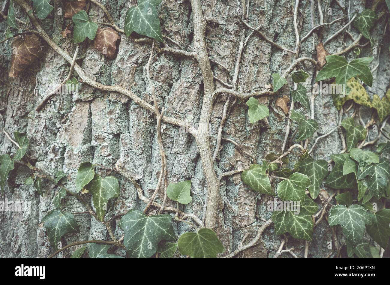 Nahaufnahme eines Efeus auf einem Baum, farbiger Naturhintergrund, selektiver Fokus. Stockfoto