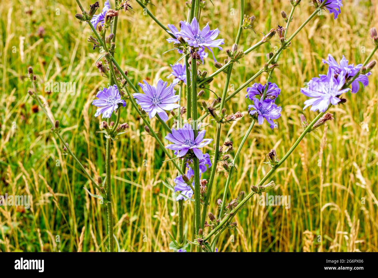 Leuchtend blühende blaue Sukkkkkory oder gewöhnliche Zichorie (Cichorium intybus) Pflanzen Blume auf der Wiese auf grünem Grasgrund. Stockfoto