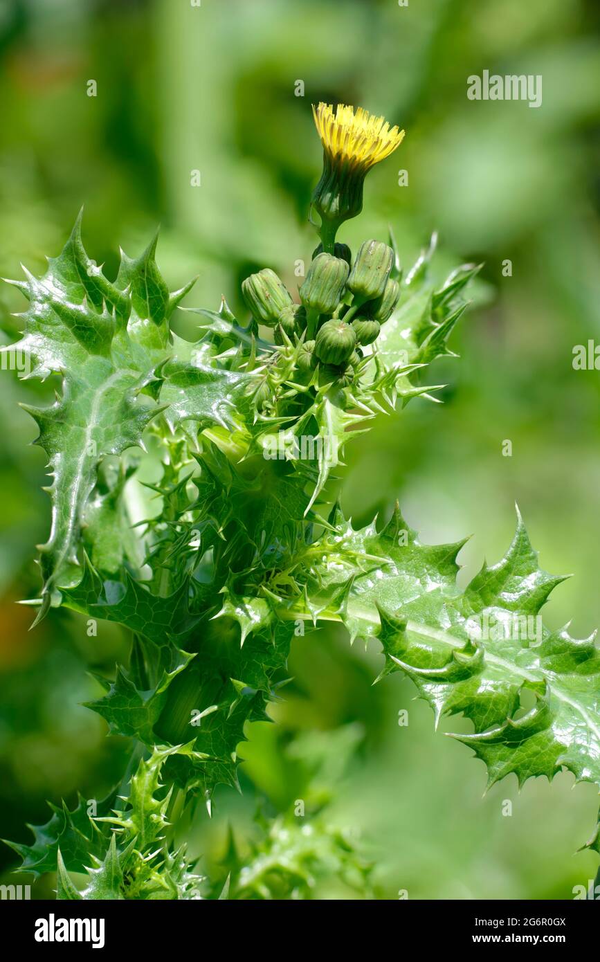 Stachelige oder raue Saudistel - Sonchus asper, Einzelblüte mit Knospen und Blättern Stockfoto