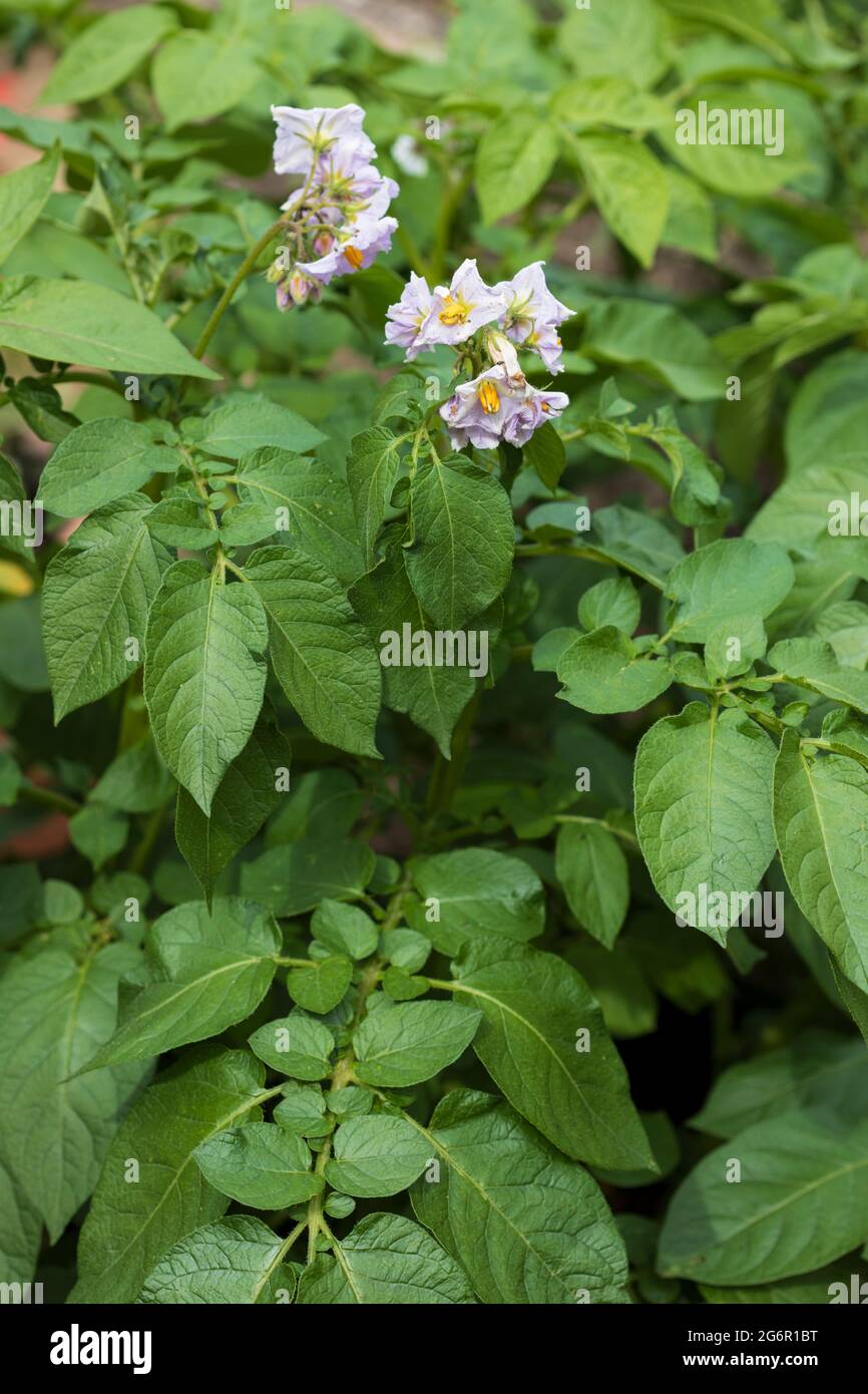 Selbst angebaute Kartoffelpflanzen mit Blumen, Bekshire, England, Großbritannien Stockfoto