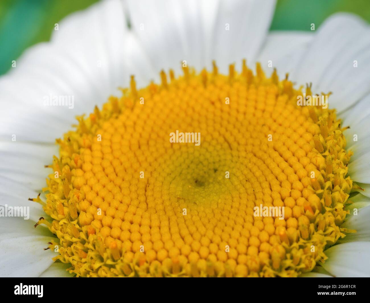 Kamillenblüte, Nahaufnahme. Kamille oder Kamille ist der gebräuchliche Name für mehrere Gänseblümchen-ähnliche Pflanzen der Familie der Asteraceae. Stockfoto