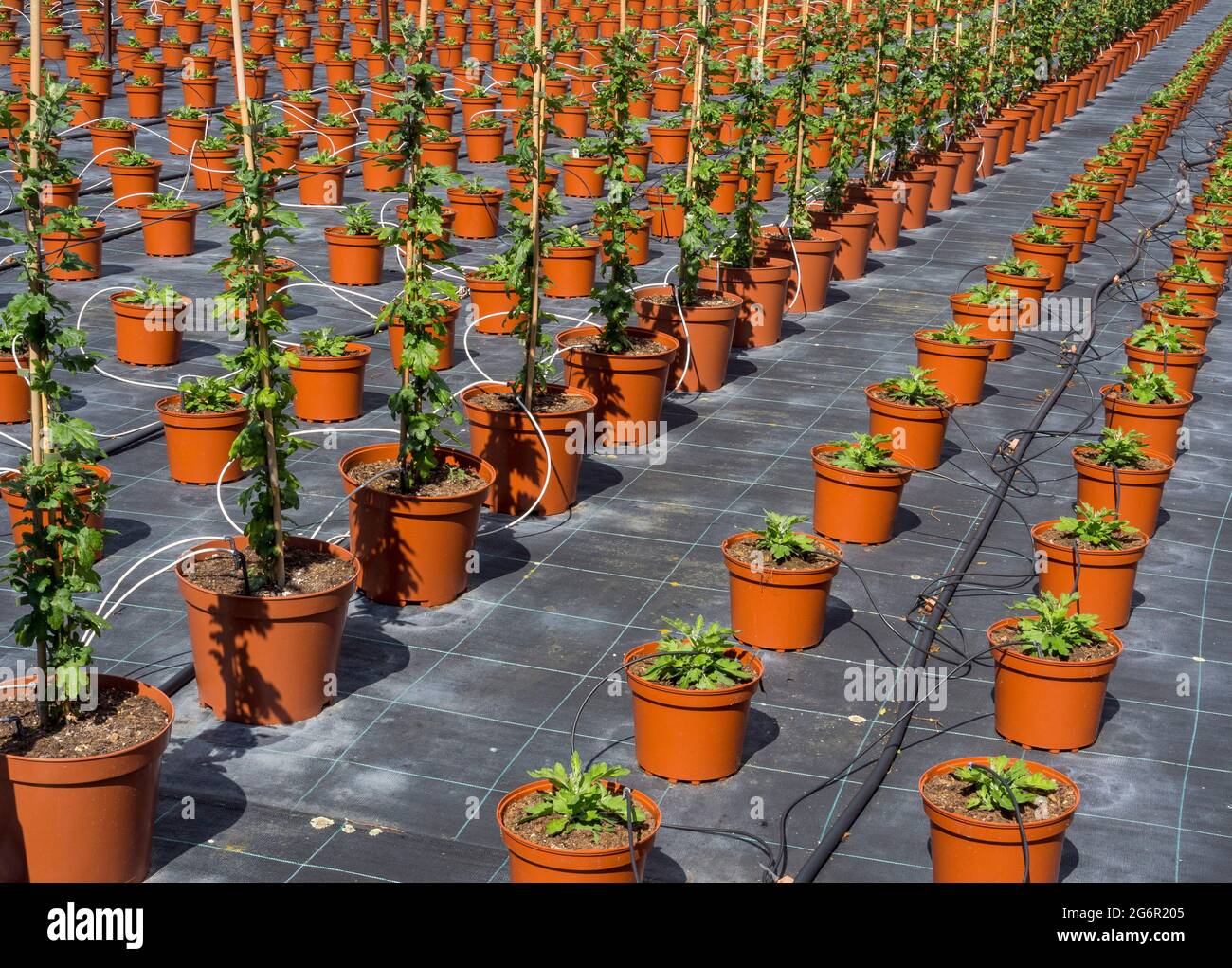 Reihen von Topfpflanzen mit Tropfbewässerung in einem Gartencenter. Stockfoto