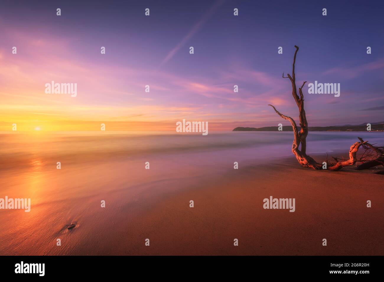 Baratti Strand und alter Baumstamm bei Sonnenuntergang. Piombino, Maremma Toskana, Italien. Langzeitbelichtung Stockfoto