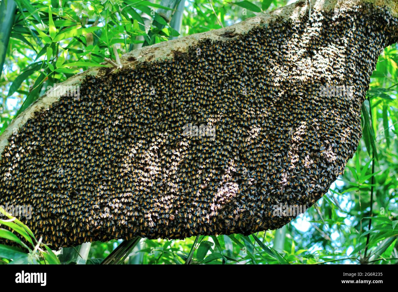 Ein einziger großer riesiger Honigbienenkamm hängt unter Baumzweigen, die teilweise von Arbeitsbienen bedeckt sind. Honigbienen-Schwarm, der in der Natur am Baum hängt. Stockfoto