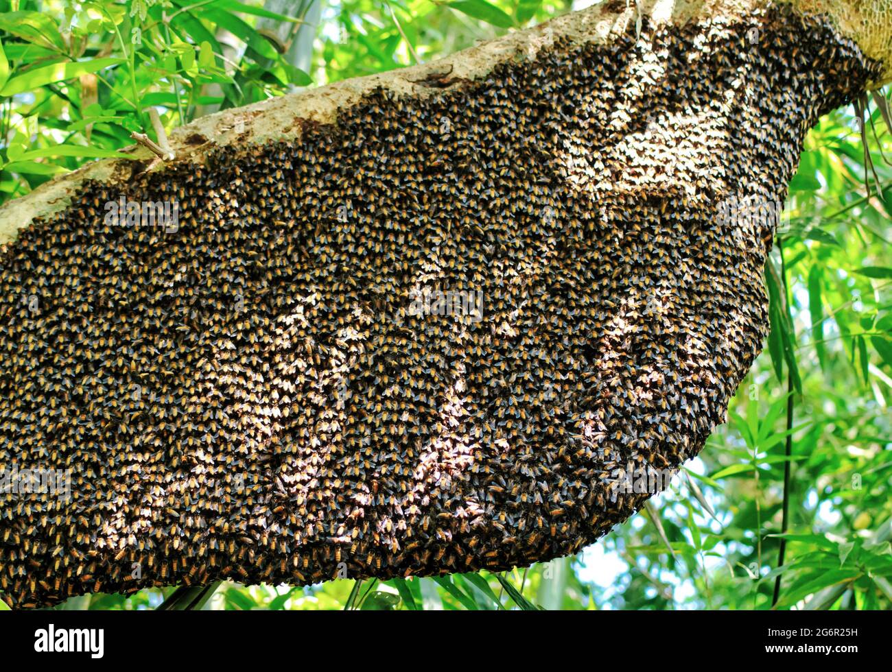 Ein einziger großer riesiger Honigbienenkamm hängt unter Baumzweigen, die teilweise von Arbeitsbienen bedeckt sind. Honigbienen-Schwarm, der in der Natur am Baum hängt. Stockfoto