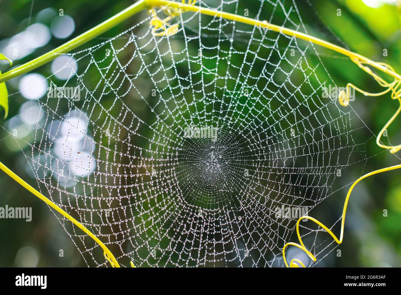 Tautropfen auf Spinnennetz (Spinnennetz) Nahaufnahme mit grünem Hintergrund für Tapete. Stockfoto