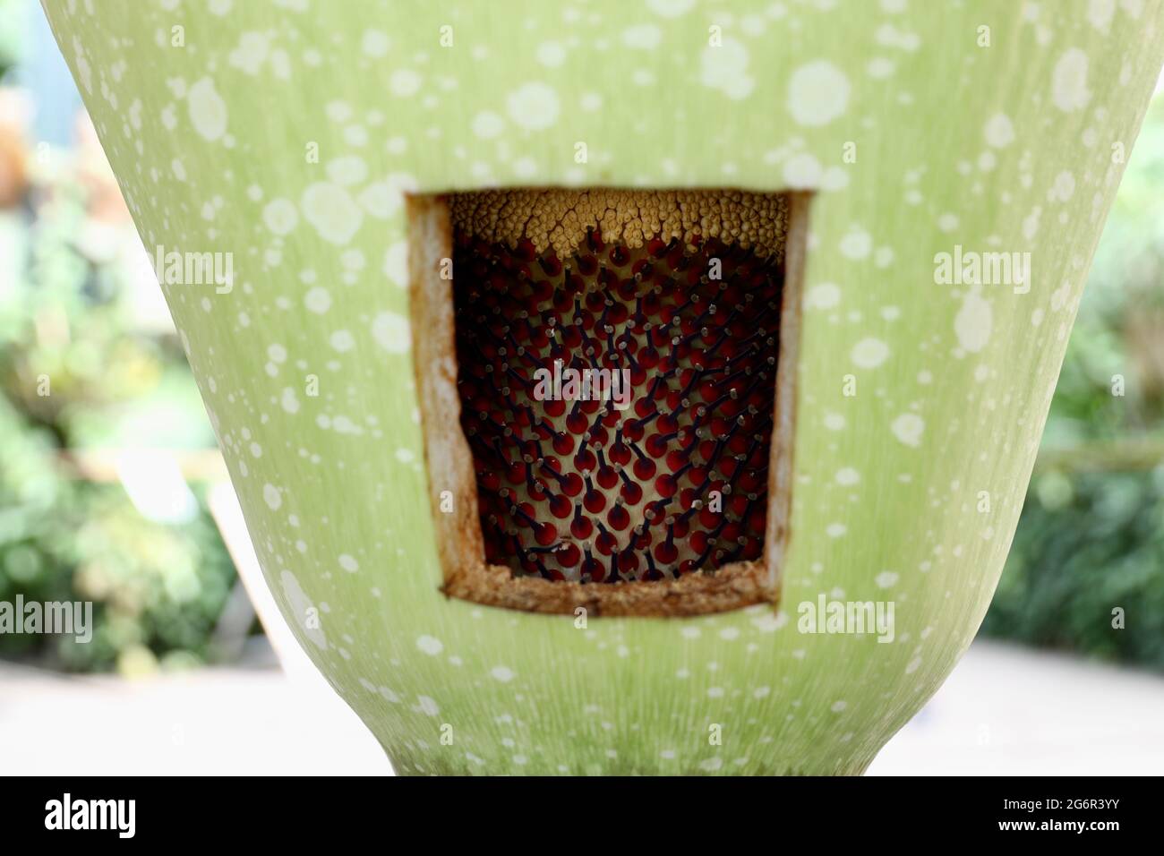 Los Angeles, USA. Juli 2021. Das am 7. Juli 2021 aufgenommene Foto zeigt das Innere eines amorphallus-Titanums in voller Blüte in der Huntington Library, Los Angeles County, Kalifornien, USA. Amorphallus titanum, auch bekannt als „Leichenblume“, erhält den unangenehmen Namen für den faulen Geruch, den er beim Blühen ausstrahlt. Der verfaulende Gestank wurde mit verfaulem Fleisch verglichen. Quelle: Xinhua/Alamy Live News Stockfoto