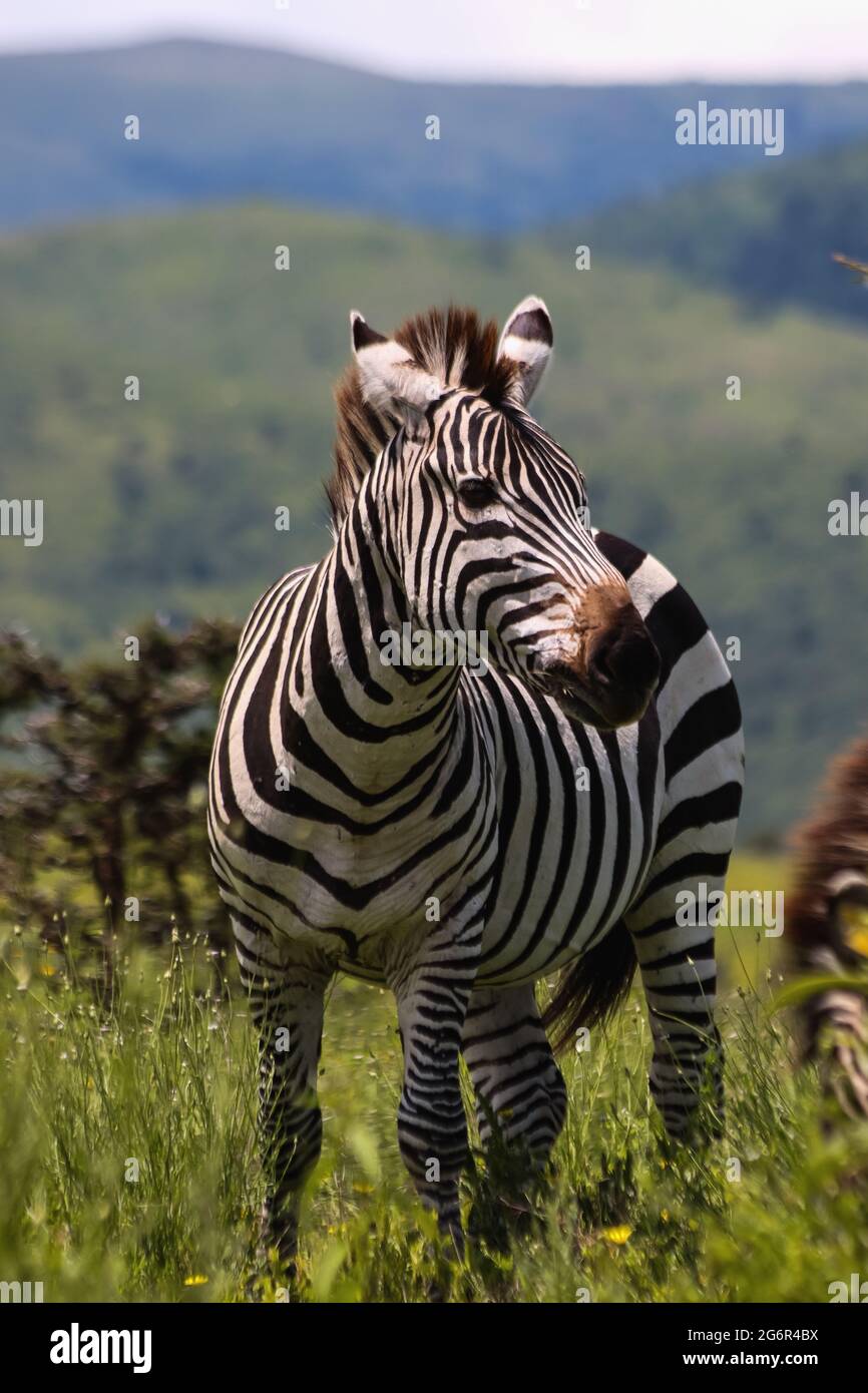Aufgestacheltes Zebra, das im grünen Gras der Savanne steht Stockfoto
