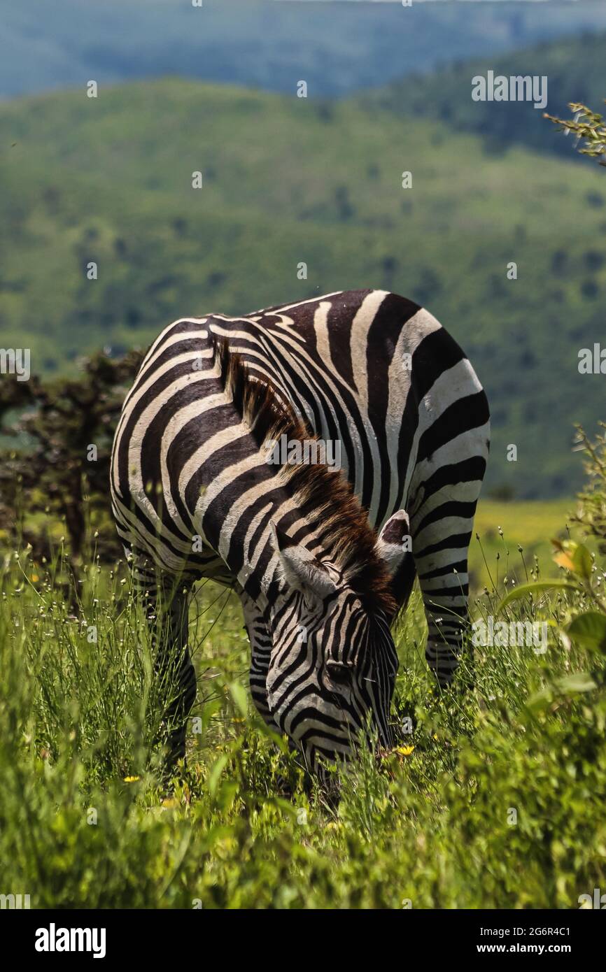 Stacheltes Zebra schnüffelt grünes Gras der Savanne Stockfoto
