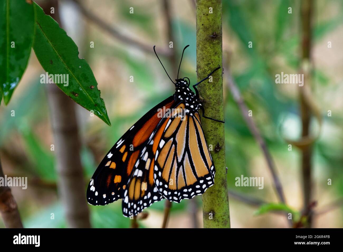 Ein Monarchschmetterling ist vor kurzem geschlüpft und klettert einen Ast hinauf Stockfoto