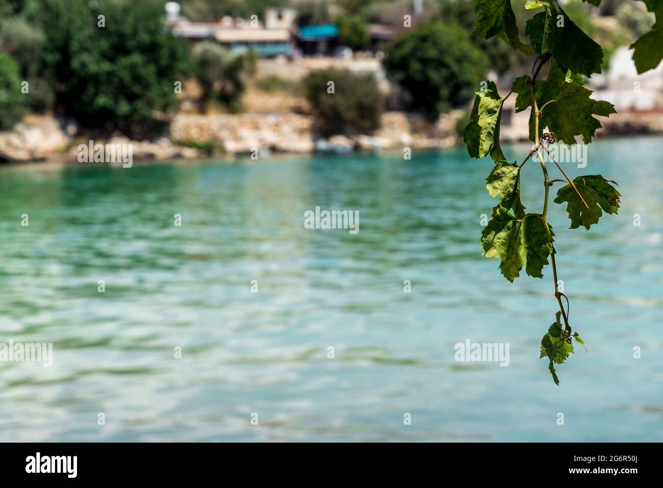 Grüne Traubenblätter vor dem ruhigen blauen Meer, aus nächster Nähe Stockfoto