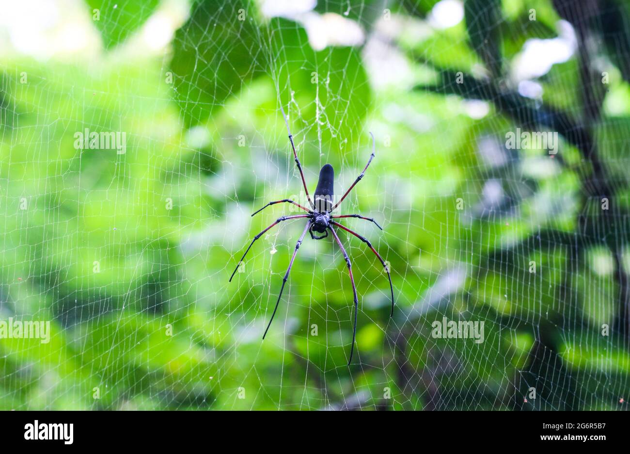 Spider sitzt auf dem Netz mit grünem Hintergrund für Tapete. Spinnenjagd auf Spinnennetz. Stockfoto